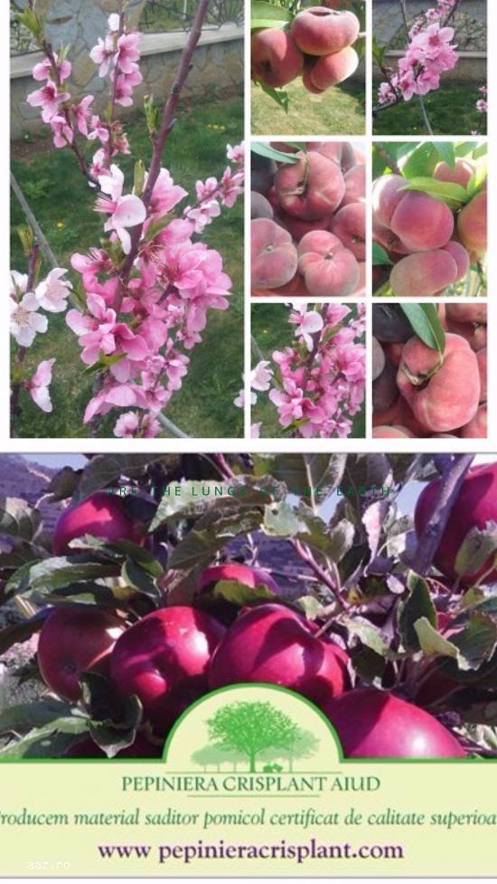 PEPINIERA POMICOLA VINDEM POMI FRUCTIFERI ALTOITI AIUD