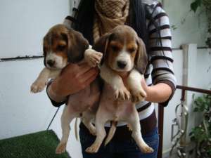 beagle de vanzare