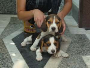 beagle de vanzare