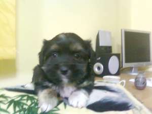 vand pui bichon havanez