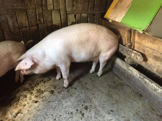 Porci de vânzare