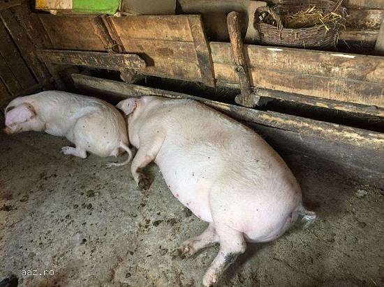 Porci de vânzare