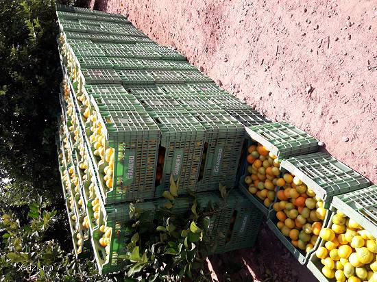 Agricultura in Spania