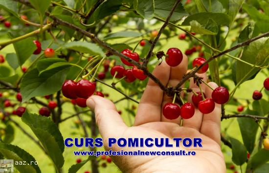 Curs Pomicultor