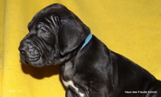 Vand pui dog german cu pedigree