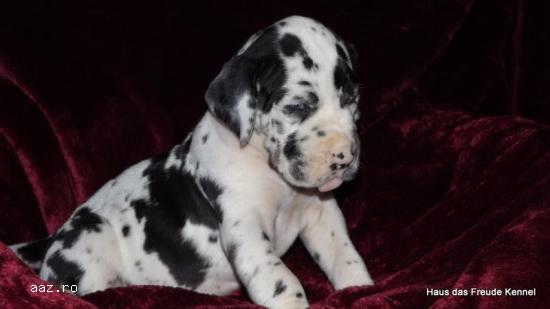 Vand pui dog german cu pedigree