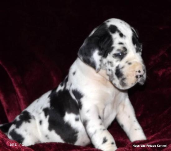 Vand pui dog german cu pedigree