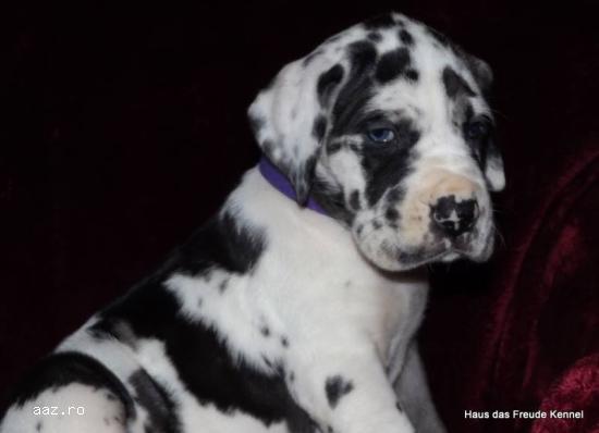 Vand pui dog german cu pedigree