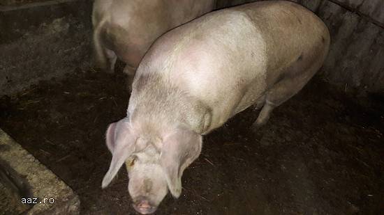 Porc de vanzare
