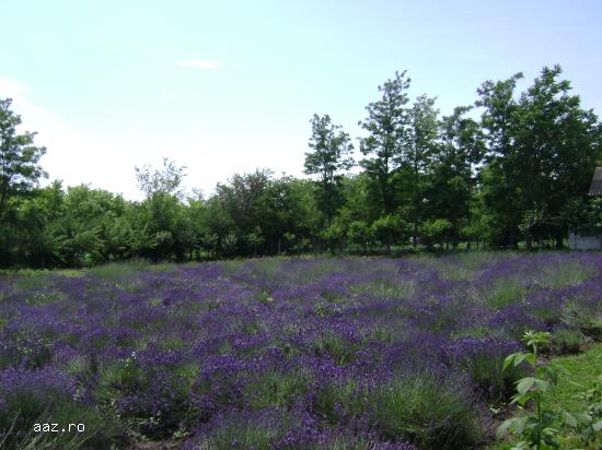 vand lavanda uscata