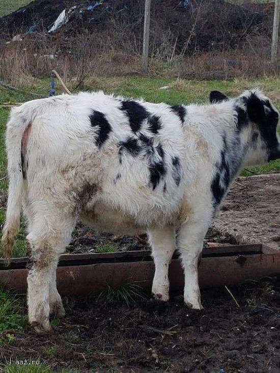 Vand vitei pentru carne in viu sau taiati