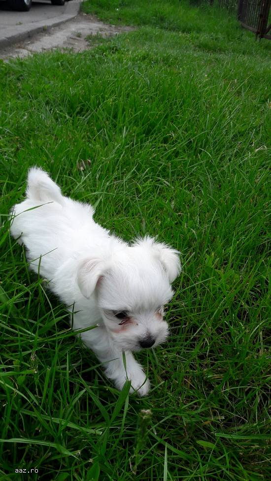 Vand căței bichon maltez