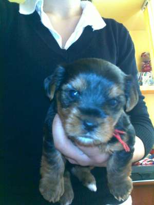 VAND CATELUSA YORKSHIRE TERRIER