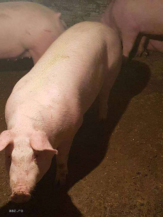 Vand porci  de la 70 kg pana la 150kg cu transport inclus,  