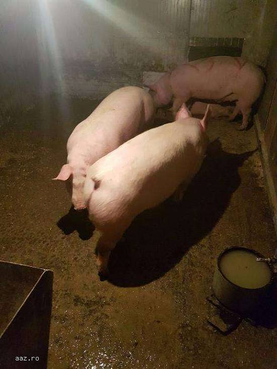 Vand porci  de la 70 kg pana la 150kg cu transport inclus,  