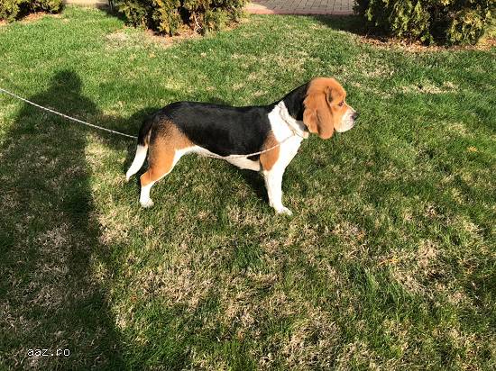 Vand femela Beagle