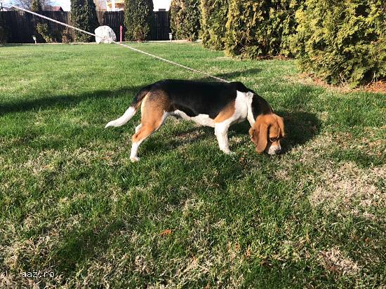 Vand femela Beagle