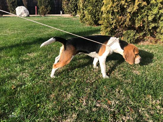 Vand femela Beagle