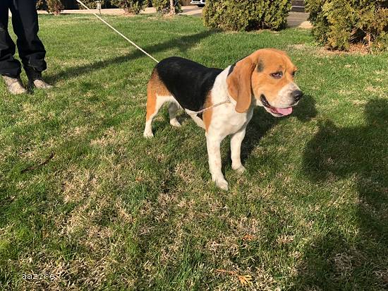 Vand femela Beagle