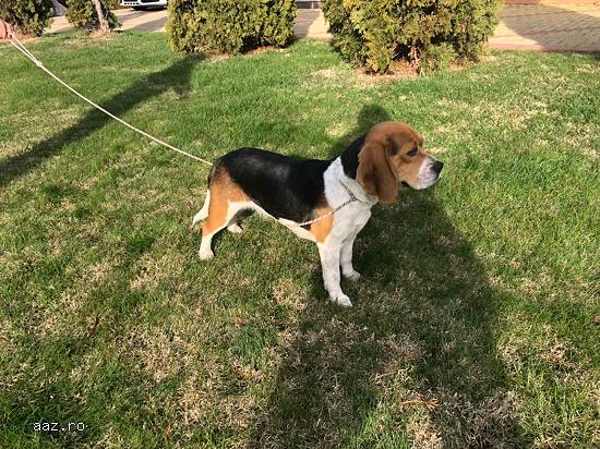 Vand femela Beagle