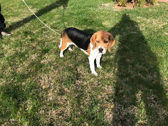 Vand femela Beagle