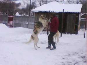 ogari barzoi din parinti cu pedigree