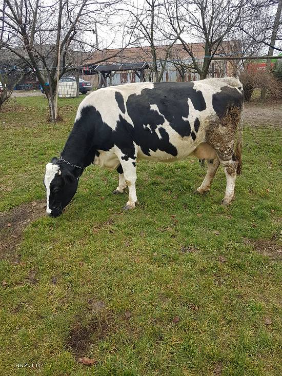 Vand vaca holstein foarte buna de lapte(de ferma)