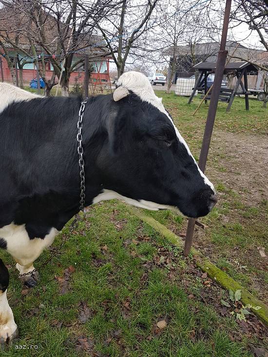 Vand vaca holstein foarte buna de lapte(din vaci de ferma).