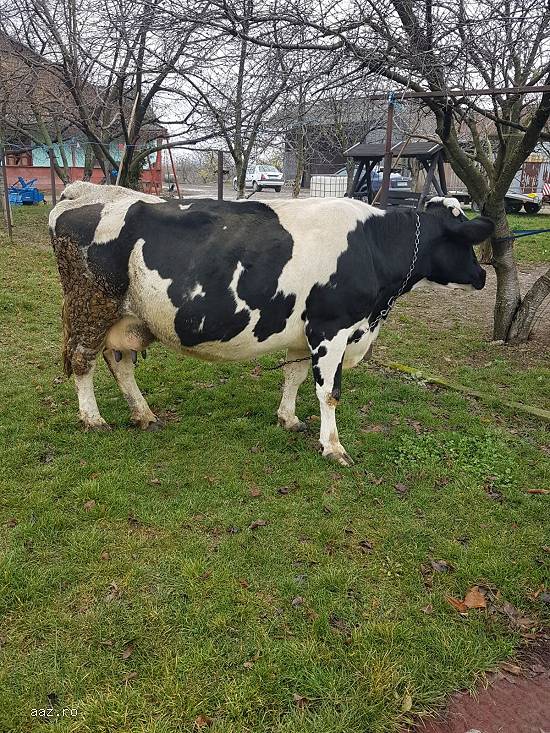 Vand vaca holstein foarte buna de lapte(din vaci de ferma).