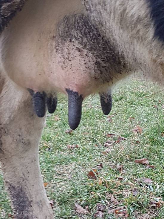 Vand vaca holstein foarte buna de lapte(din vaci de ferma).