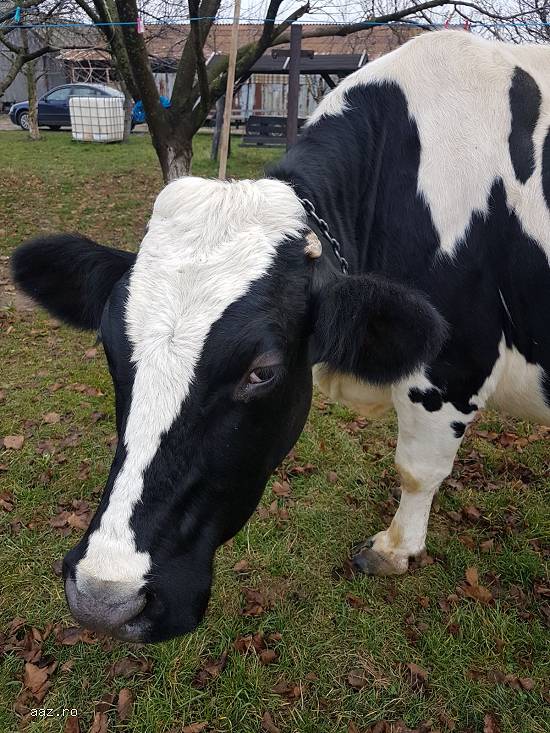 Vand vaca holstein foarte buna de lapte(din vaci de ferma).
