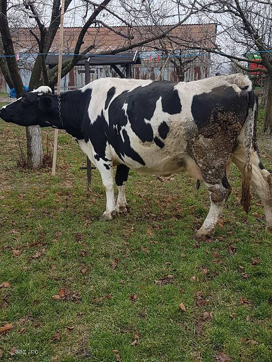Vand vaca holstein foarte buna de lapte(din vaci de ferma).