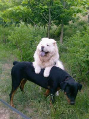 Dau spre adoptie / donez Chow 2 ani mascul