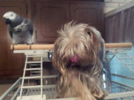 long hair yorkshire terrier puppies