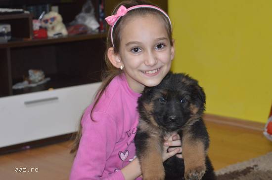 Cateii Ciobanesc German Rasa pura