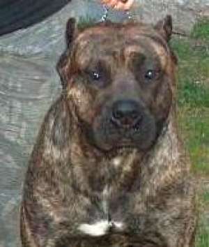 Vand Presa Canario unicati in  Romania