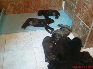 Vand Presa Canario unicati in  Romania