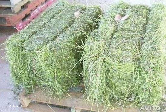 VAND BALOTI LUCERNA VAND BALOTI TRIFOI PT CANTITATE MARE PRETUL ESTE NEGOCIABIL
