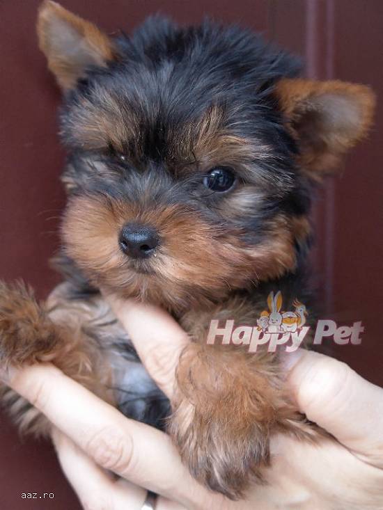 VAND CAINI YORKSHIRE TERRIER BUCURESTI BRASOV IASI ORADEA GALATI TIMISOARA CONSTANTA