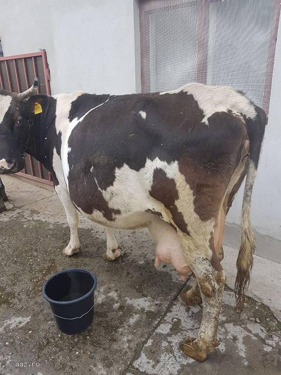 Vand vaca holstein  ce urmeaza sa fete pe 1 martie,   foarte buna de lapte