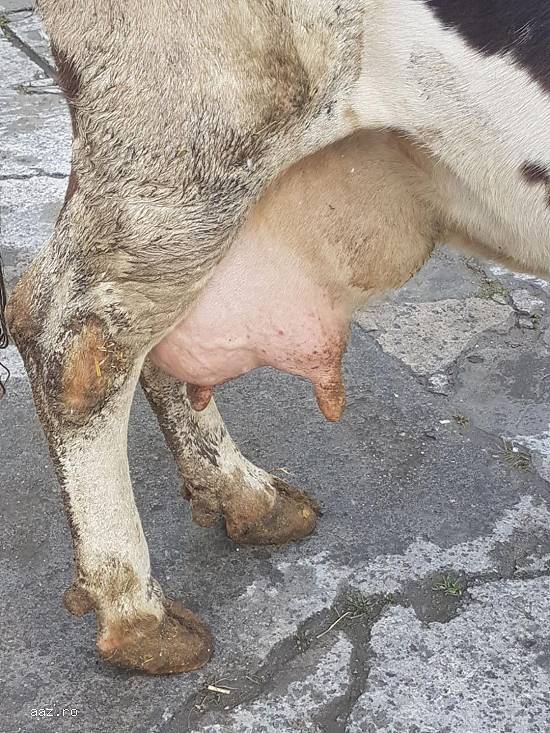 Vand vaca holstein  ce urmeaza sa fete pe 1 martie,   foarte buna de lapte