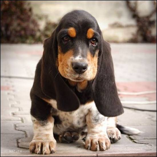 VAND CAINI BASSET HOUND BUCURESTI