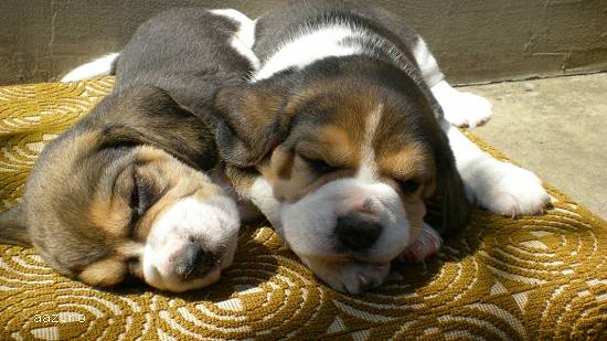VAND CAINI BEAGLE BUCURESTI IASI BRASOV ORADEA