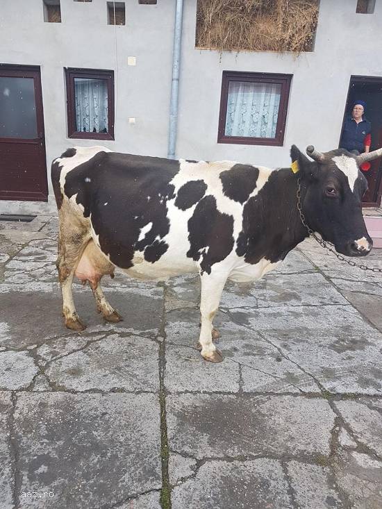 Vand o vaca holstein  ce urmeaza sa fete pe 1 martie,  c
