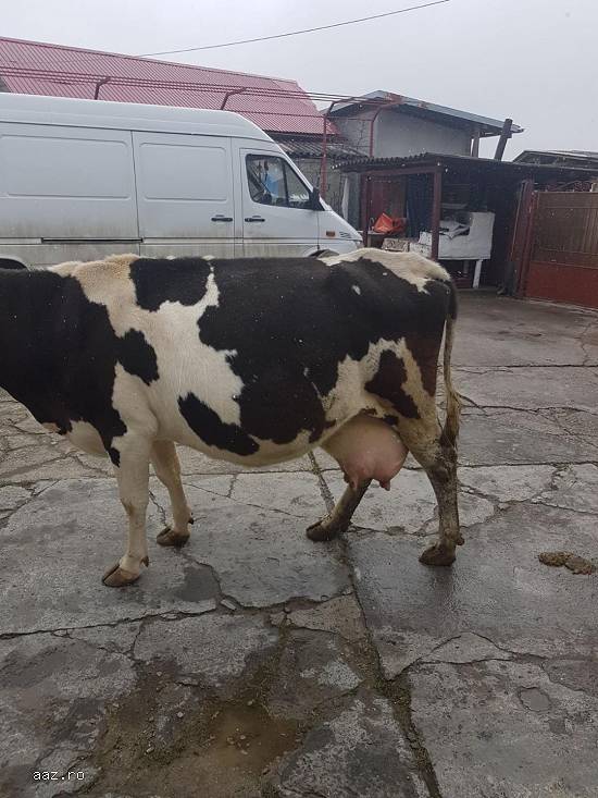 Vand o vaca holstein  ce urmeaza sa fete pe 1 martie,  c