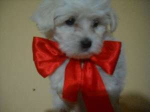 cadoul ideal de valentine
