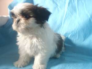 DE VANZARE  SHIH-TZU