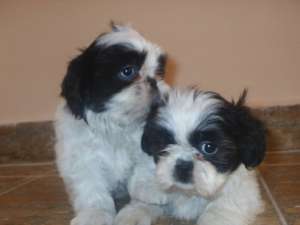 DE VANZARE  SHIH-TZU
