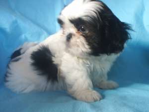 DE VANZARE  SHIH-TZU