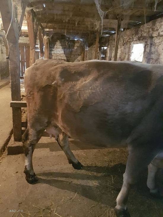 Vand vaca bruna gestanta tanara cu transport inclus